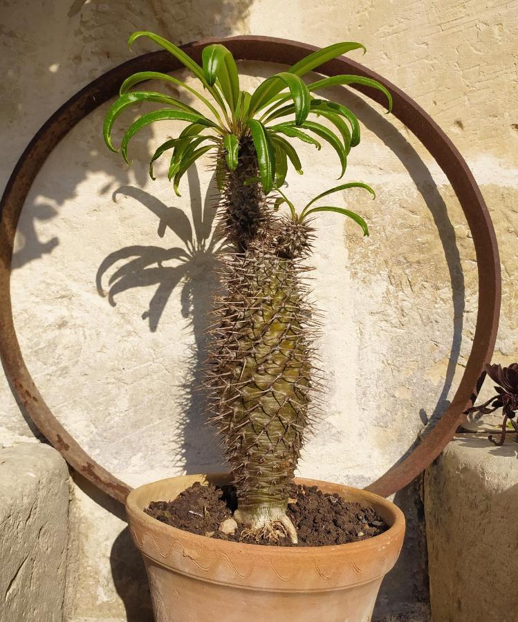 ホテル Giardino Frannicola マーリエ エクステリア 写真