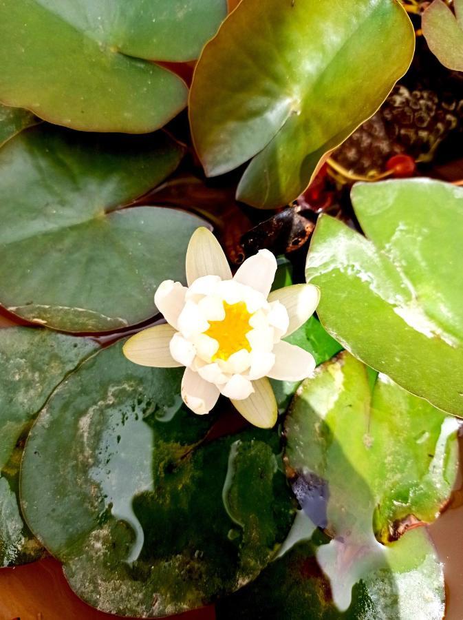 ホテル Giardino Frannicola マーリエ エクステリア 写真